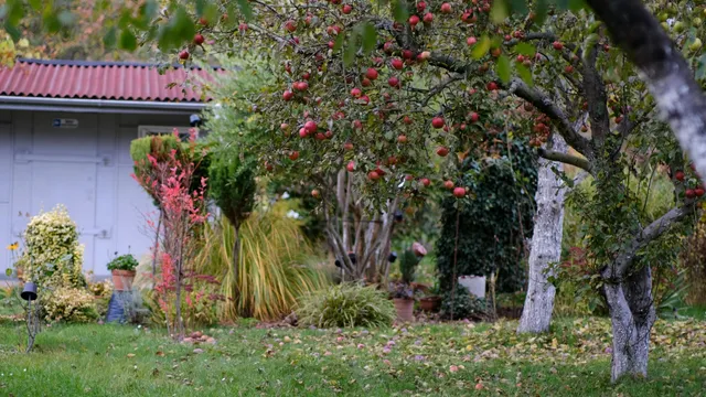 Manzano en flor en una parcela del sur de Chile con suelo de pradera